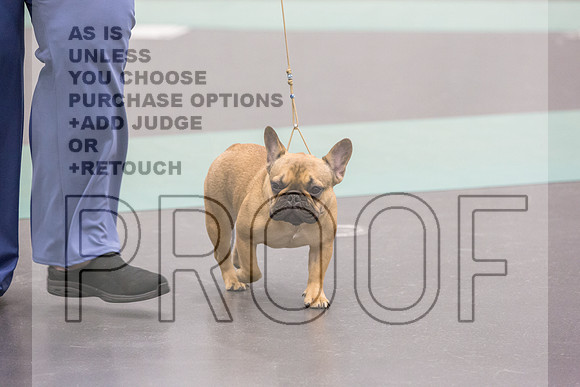 French Bulldogs Sat Rings_JJL_0476_UKCLNGVIEWOCT2024_2024_HR3