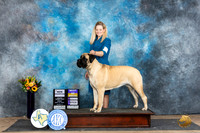 Mastiff #10 Fri WBBOBCH Judge Rick Gschwender