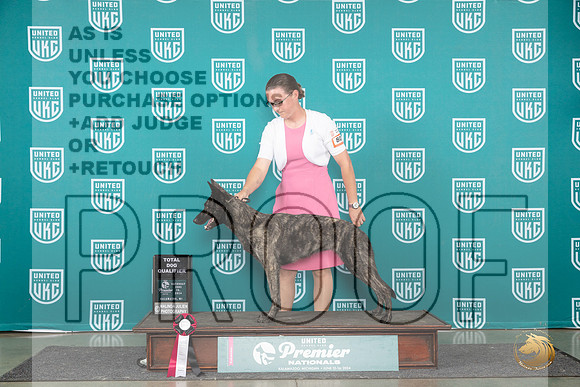 Dutch Shepherd #801 Sat TD__JP_2592_Premier_2024_HR3