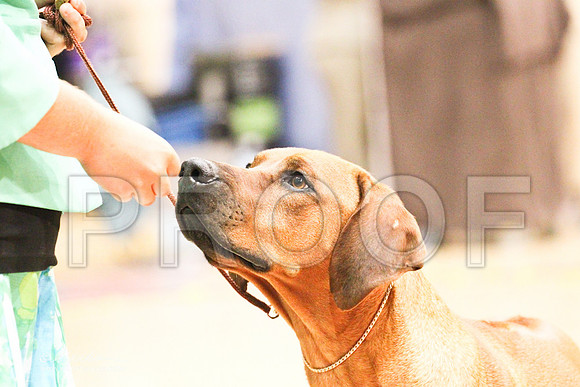 Ridgeback-9206LR