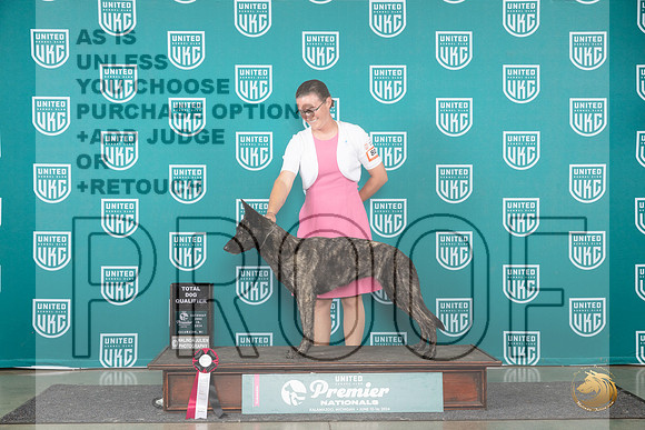 Dutch Shepherd #801 Sat TD__JP_2595_Premier_2024_HR3