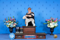 Bedlington Terrier #18 FRI BOB M Judge Joao Machado