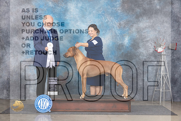 Rhodesian Ridgeback #17 Thurs G4BOBOHBOB Judge Gary Andersen__JP_4938_Amarillo_2024_HR3