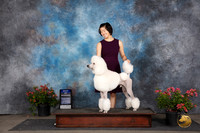 Poodle Std #15 Sat WDBOW Judge Karen McFarlane