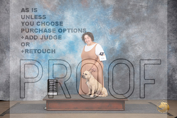 American Bully #424 Sat PupBOB Judge Chandra Martin__JP_2757_LongviewTX_2024_HR3