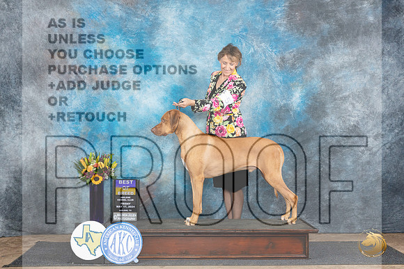 Rhodesian Ridgeback #5 Fri BOB Judge Rick Gschwender__JP_9308_Abilene_2024_HR3