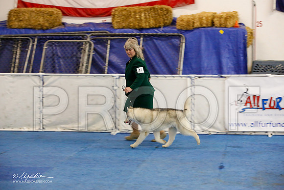 _M3_8146-AddisonHuskyMar2015-HR3