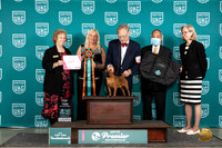 Brussels Griffon #827 Thurs T10 9th