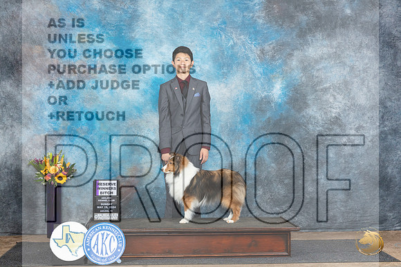 Shetland Sheepdog #8 Sun RWB Judge Edy Dykstra-Blum__JP_0027_Abilene_2024_HR3
