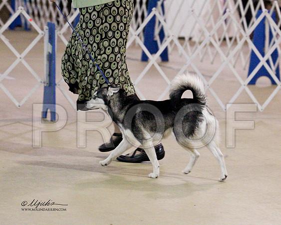 Klee Kai-0888