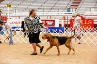 Bloodhound Sun Ring