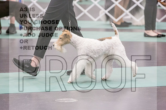Terrier Group Rings Fri Ring 1_JJL_6848_UKCLNGVIEWOCT2024_2024_HR3
