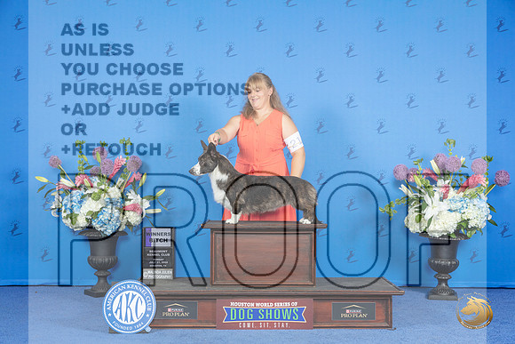 Cardigan Welsh Corgi #36 SUN WB Judge James Moses__JP_0077_Houston_2024_HR3