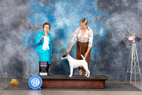 Smooth Fox Terrier #5 Sun G4 Judge Pat Trotter