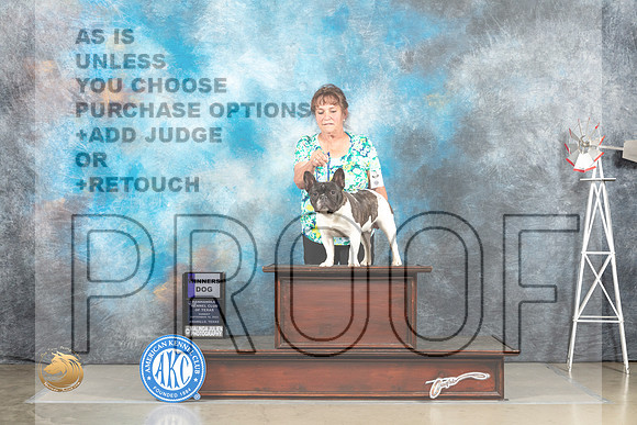 French Bulldog #11 Sat WD Judge Sharon Derrick_MJ_4881_Amarillo_2022_HR3
