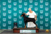 Doberman Pinscher #1263 Sat COC1 Judge Lori Sargent