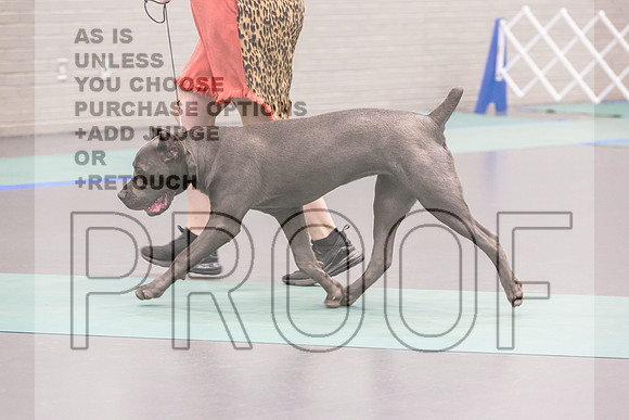 Cane Corso Sat Rings_JJL_8195_UKCLNGVIEWOCT2024_2024_HR3