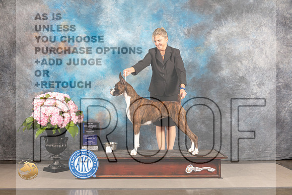 Boxer #72 FRI WB NCH Major Judge Karen McFarlane_MJ_5065_Houston_2022_HR3