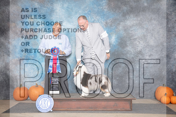 Shetland Sheepdog #32 RBIS Judge Hal Biermann__JP_9709_Humble_2024_HR3
