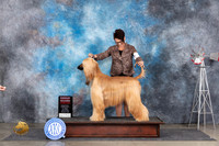 Afghan Hound #6 Sat G2 Judge Pat Trotter