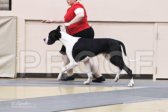 GreatDane-9772LR