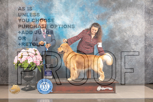 Golden Retriever #55 FRI WD BOW Major Judge Timothy Catterson_MJ_5400_Houston_2022_HR3