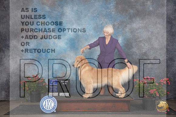 Golden Retriever #11 Sat WDBOWM Judge Wendy G Willhauck__JP_5172_San Antonio_2024_HR3