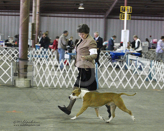 Group Terrier Saturday - 0009