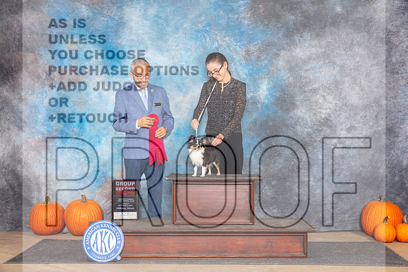 Chihuahua Long Coat #8 Sun G2 Judge Tim Catterson-_JP_9625e_Humble2024-HR3