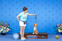 Nova Scotia Duck Tolling Retriever SUN CUSTOM 1