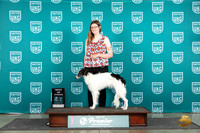 Silken Windhound #1052 Fri BOW Judge Kathie Short