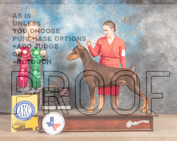 Doberman Pinscher #33 Fri AOM OHBOB Judge Vicky Seller Cushman-MMJ_7922-FW2022-HR3