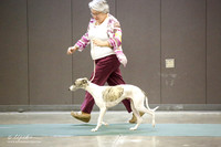 Whippet Sat