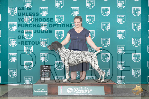 German Shorthaired Pointer #317 Thur T10BOB Judge Lori Sargent__JP_2067_Premier_2024_HR3