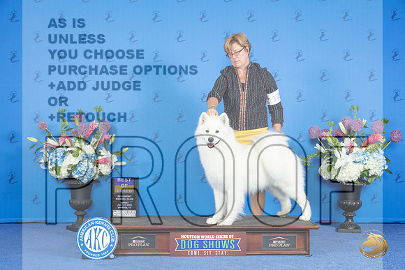 Samoyed #14 SUN BOB Judge Ronald Freeman__JP_0605_Houston_2024_HR3
