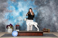 Dalmation #6 Sat BOSWBNCh Judge Sulie Greendale-Paveza