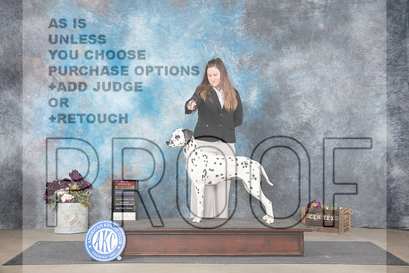 Dalmation #6 Sat BOSWBNCh Judge Sulie Greendale-Paveza__JP_7769_Belton_2024_HR3