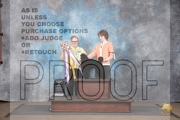 Poodle Miniature MC #328 Sat Alt BIS Judge Brenda Landers__JP_2575_LongviewTX_2024_HR3