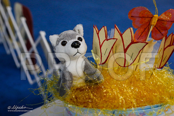 _ST_4162-AddisonHuskyMar2015-HR3