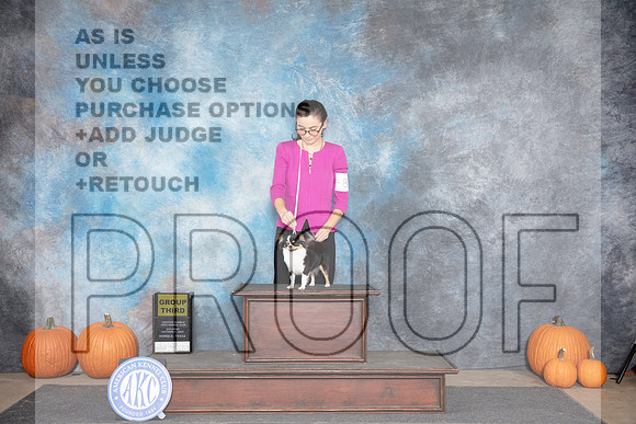 Chihuahua Long Coat #8 Sat G3 Judge Raymond Filburn__JP_8940_Humble_2024_HR3