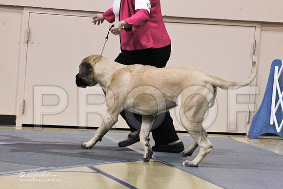 Mastiff-9509LR