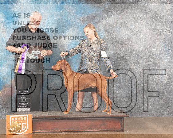 Vizsla #310 Sun ABIS Judge Matthew ProctorMMJ_6247_Lngvw2022HR3