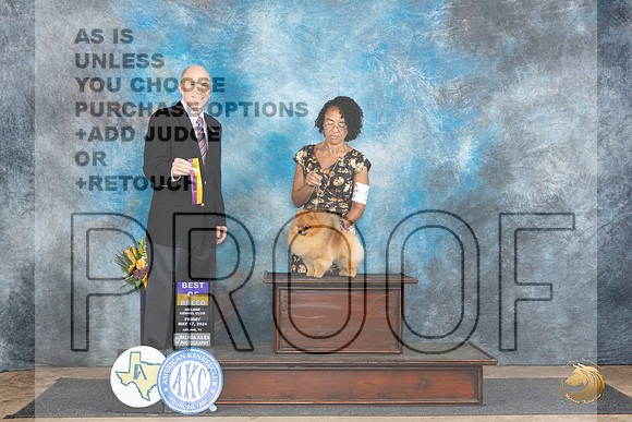 Pomeranian #5 Fri BOB Judge Larry Abbott__JP_9277_Abilene_2024_HR3