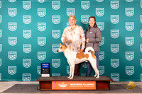 Canaan Dog #115 Sun G1 Judge Larry Hansen