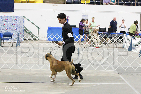 Boxer-0852LR