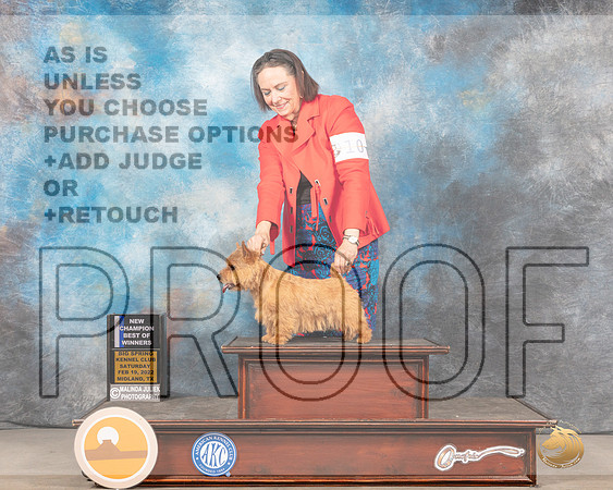 Norwich Terrier #10 Sat BOW Judge Barbara AldermanMMJ_4125_Mdlnd2022_HR3