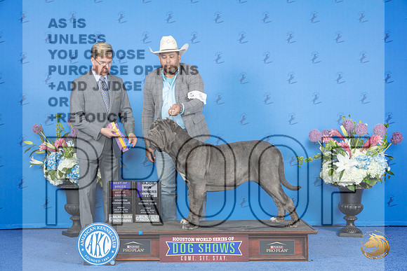 Neopolitan Mastiff #8 FRI WB BOB M Judge Douglas Johnson__JP_9048_Houston_2024_HR3