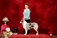 Australian Shepherd Sun S2 New Ch Kimberly Cecil Judge John Booth