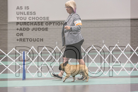 French Bulldog Sat Ring 2_JJL_0665_UKCLNGVIEWOCT2024_2024_HR3