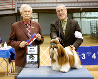 Shih Tzu #17 Sun  BOS Maj Laxton Elizabeth, & Tina DeRosario Judge N Patton